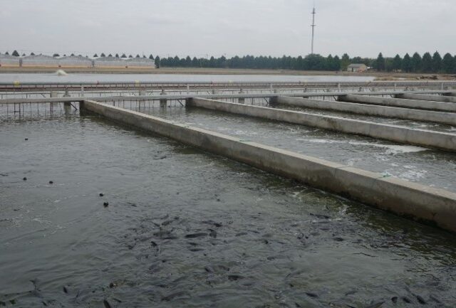 17. IPRS (Trong hệ thống mương ao) cho 200 tấn cá chép