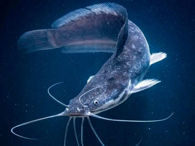 Catfish Farms Projects